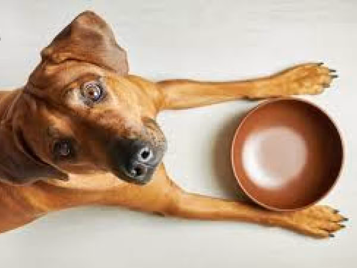 A dog beside an empty food bowl, for the Noah’s Ark pet food pantry